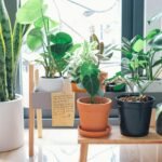 indoor green plants