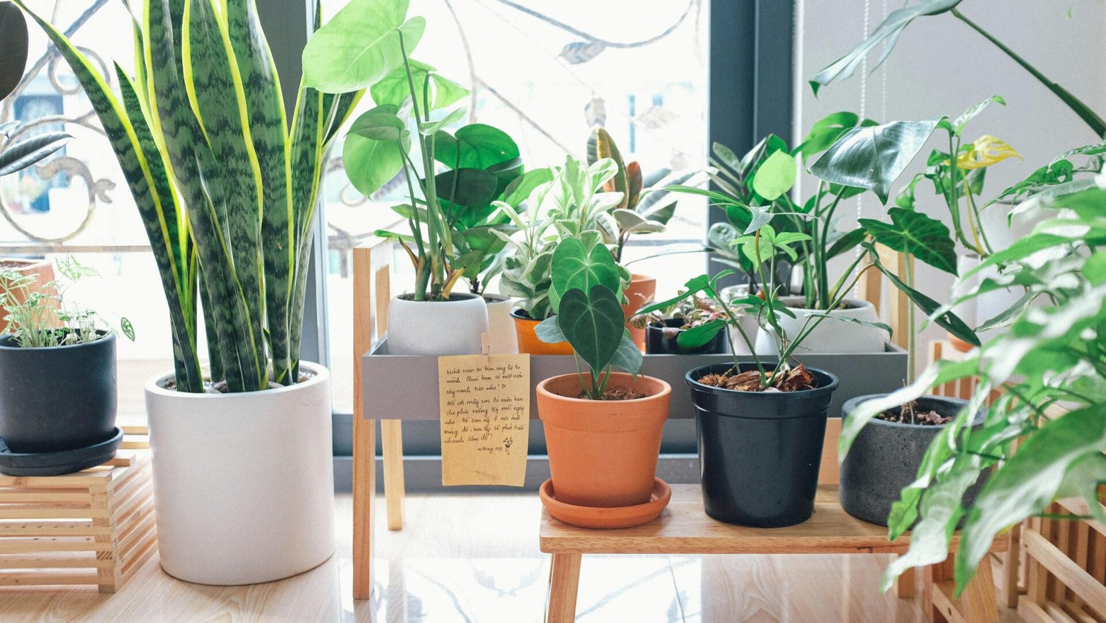 indoor green plants