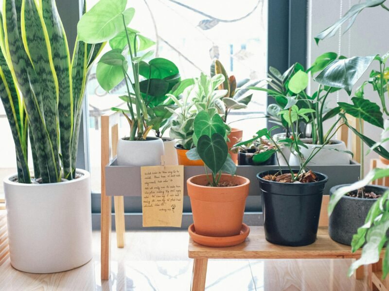 indoor green plants