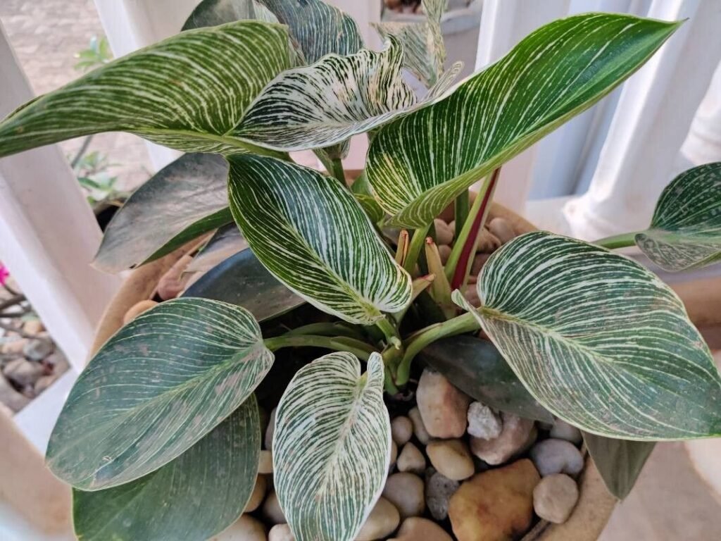 philodendron plant