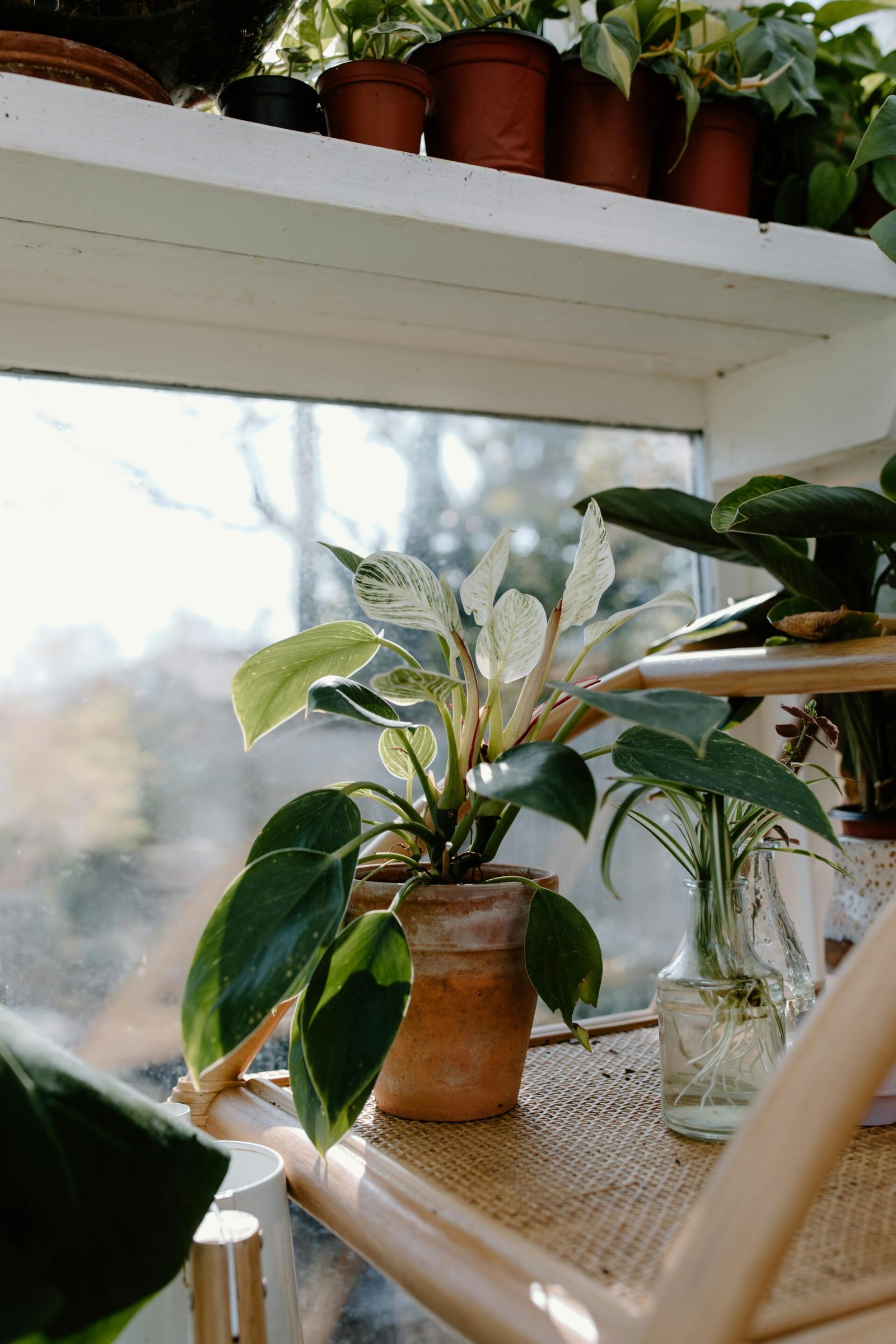 Philodendron plant