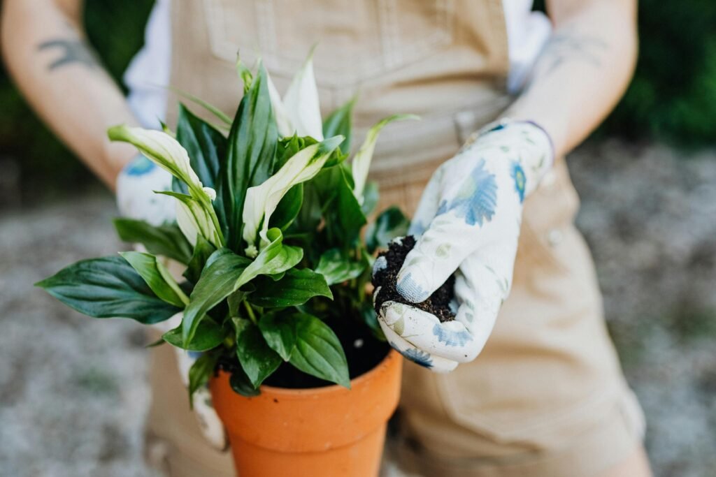 indoor green plants