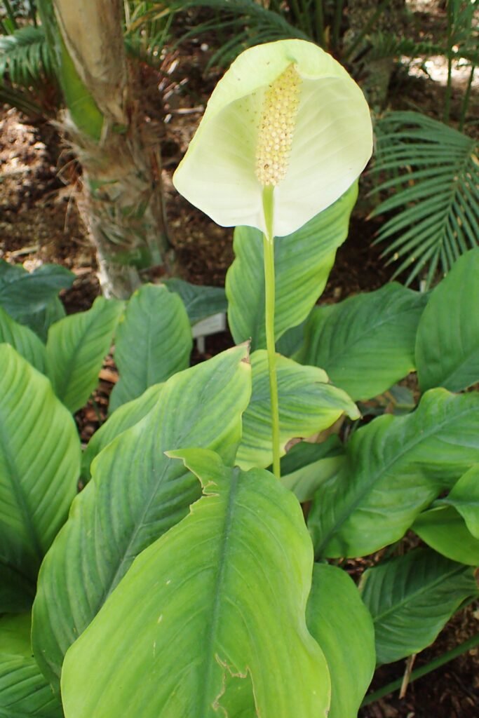 Peace Lily Plant