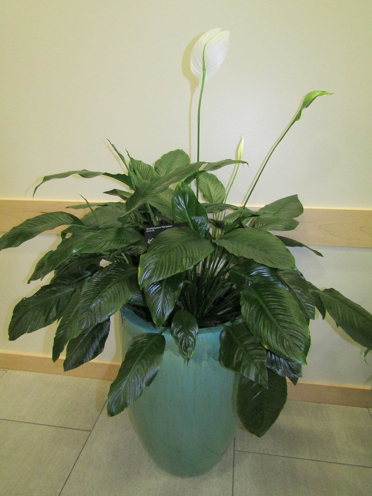 Peace Lily Plant