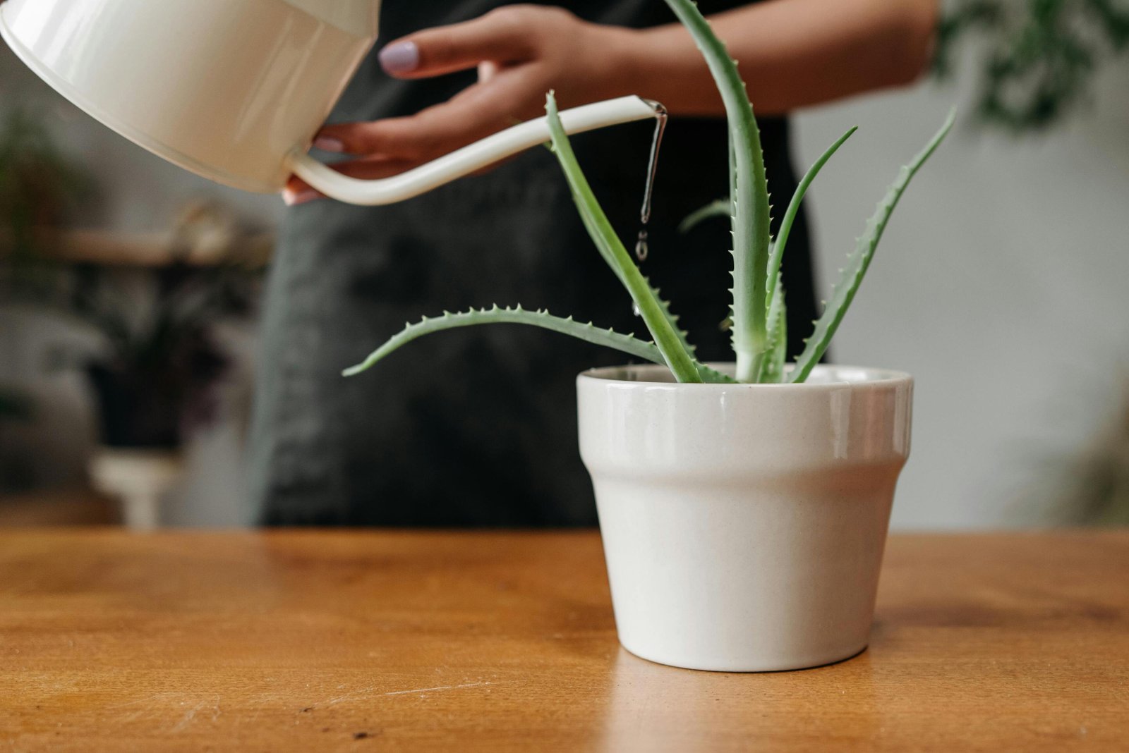 indoor green plants