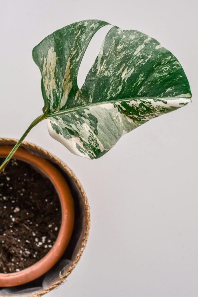 White Monstera Plant