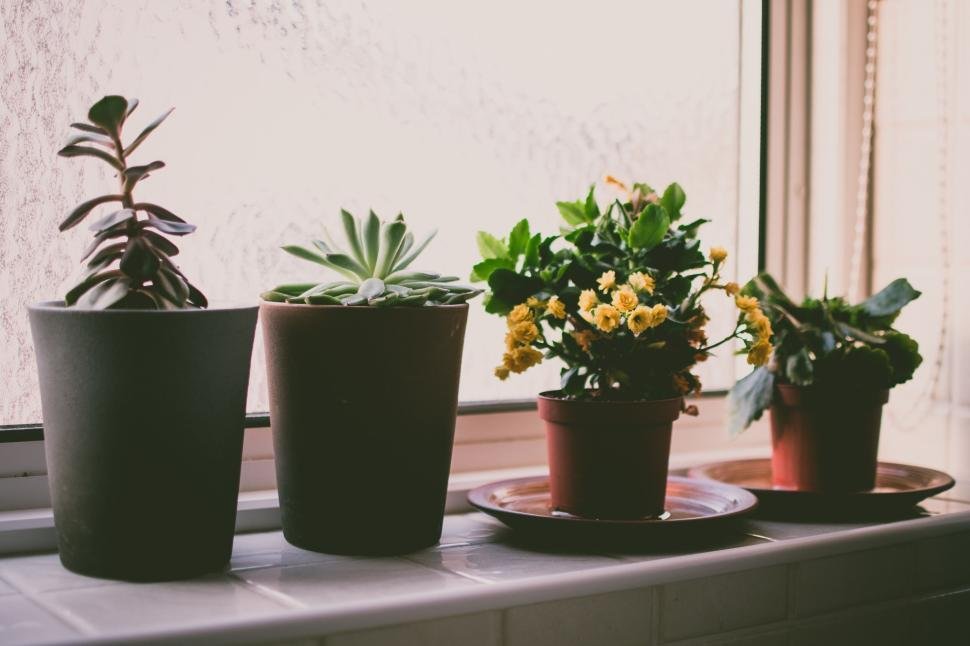 Indoor Plant Care