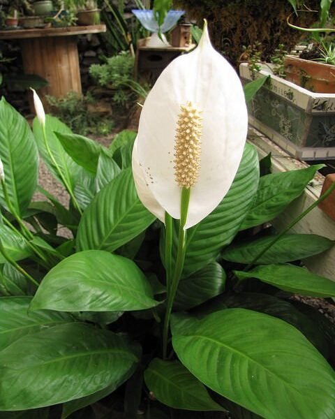 Peace Lily Plant