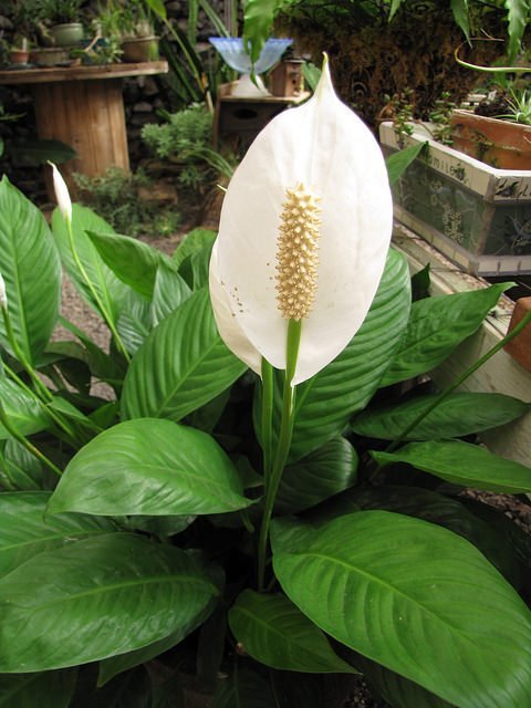 Peace Lily Plant