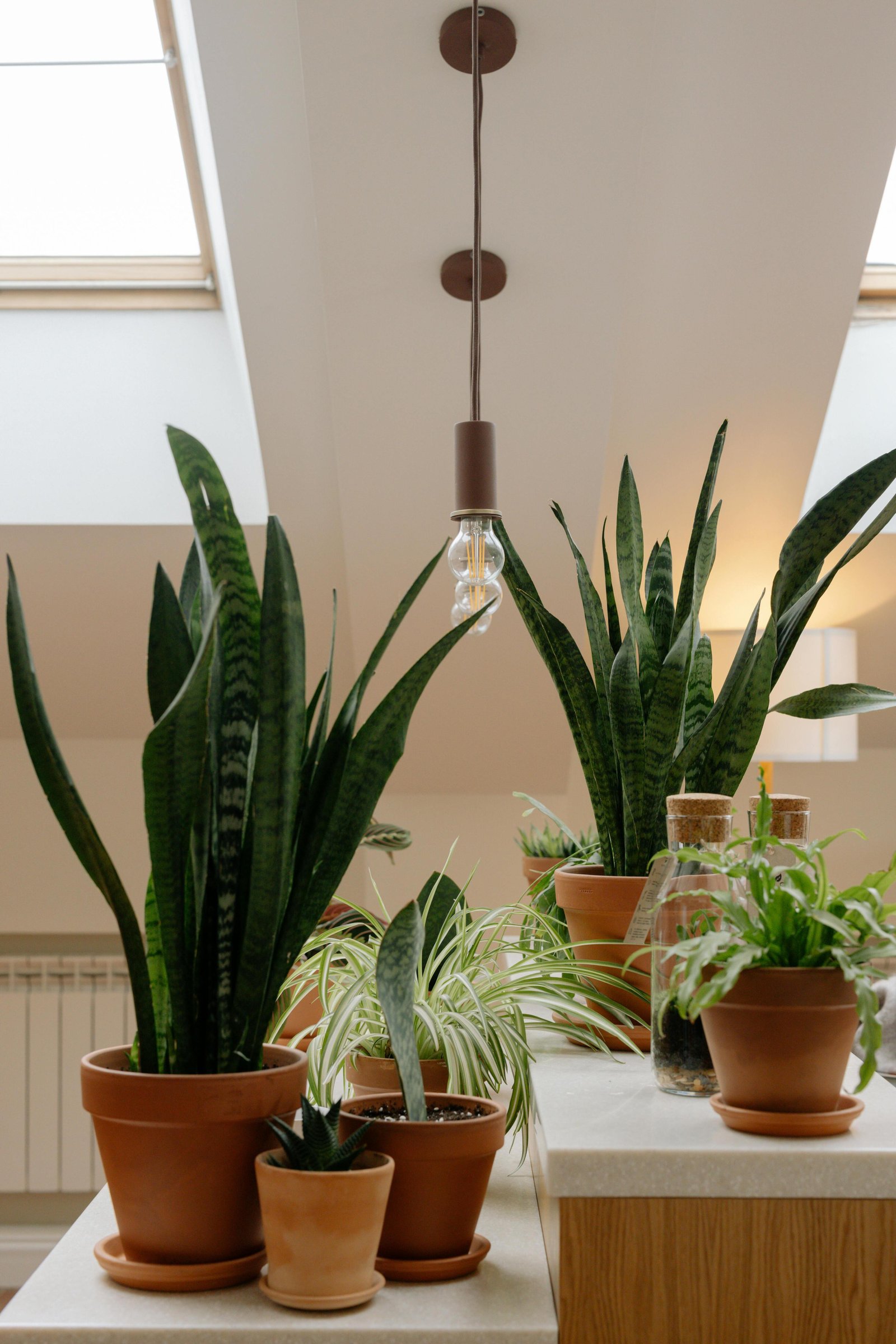 indoor tree plants