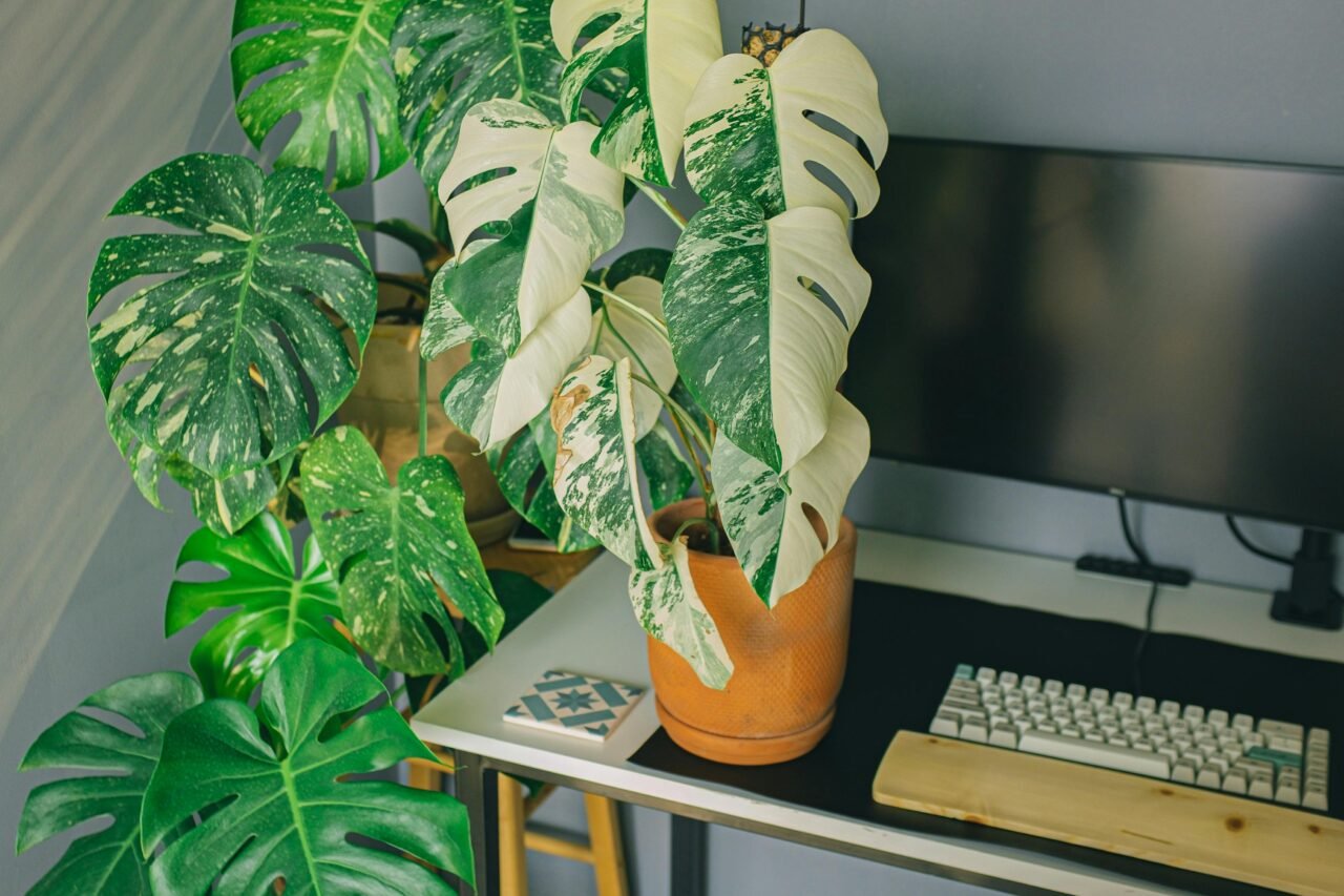 white monstera plant