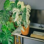 white monstera plant