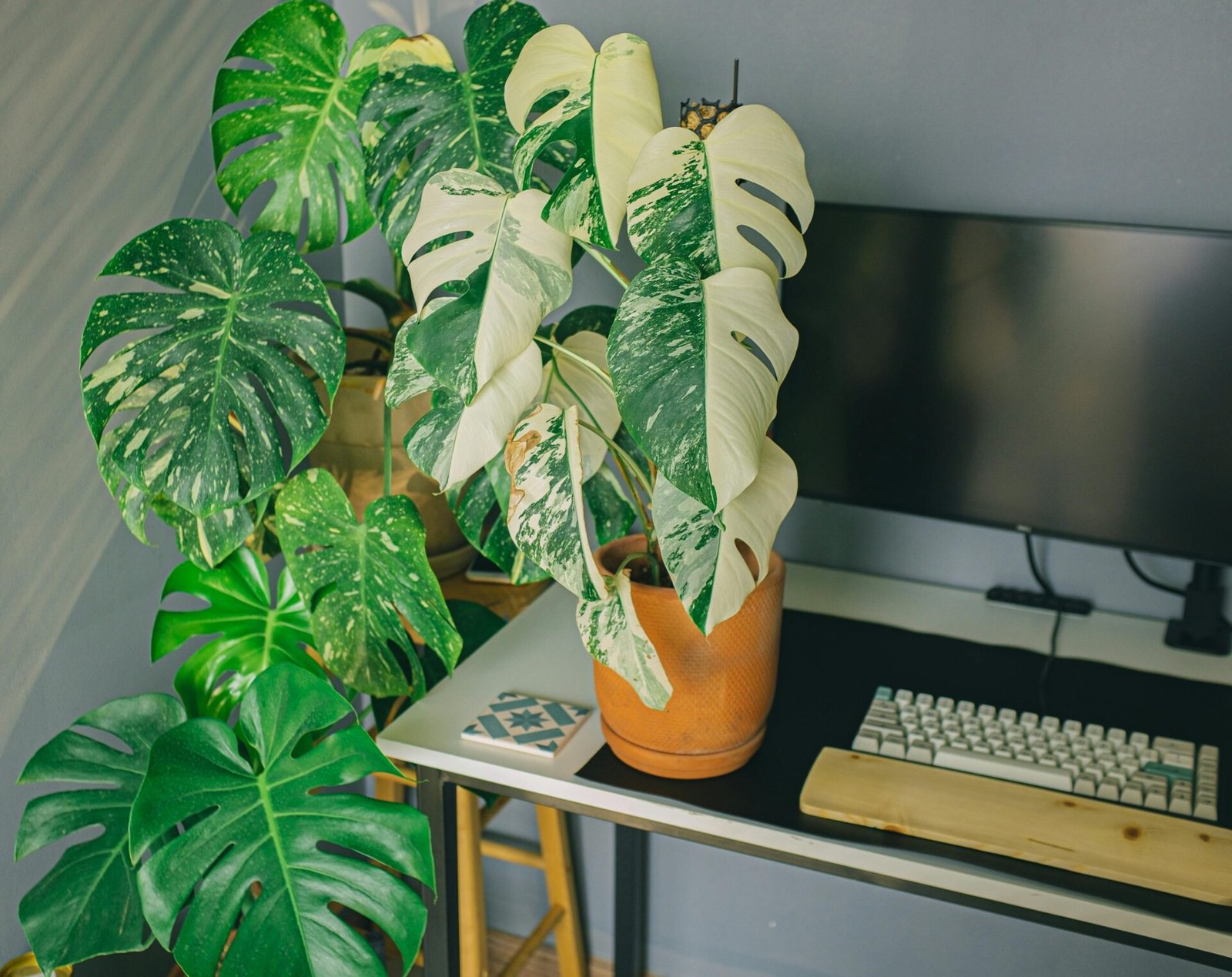 white monstera plant