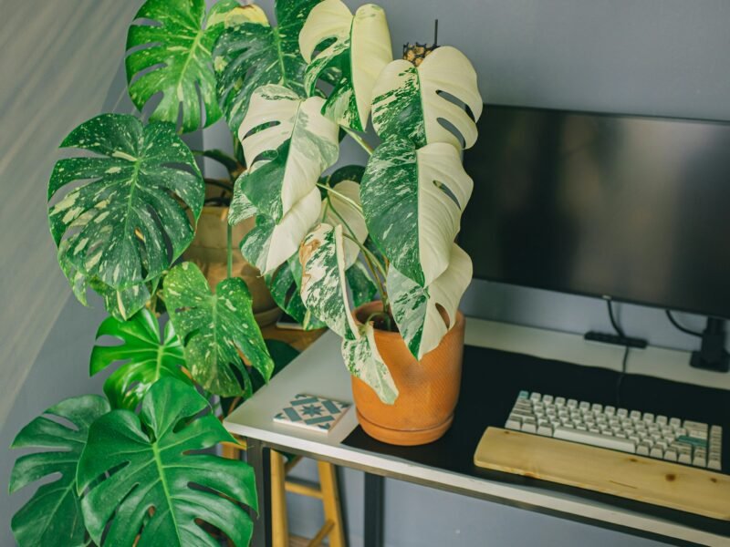 white monstera plant