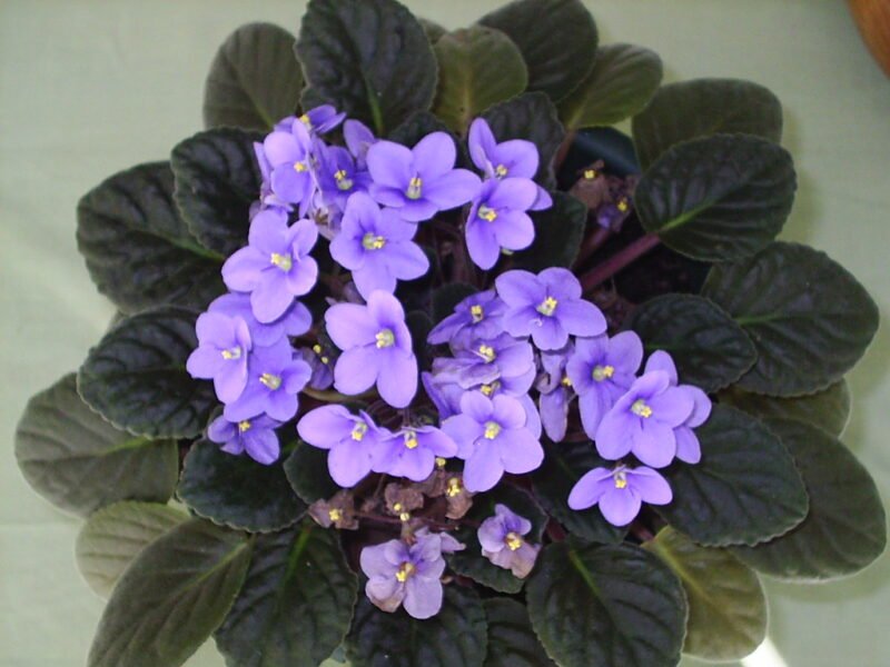 African violet soil