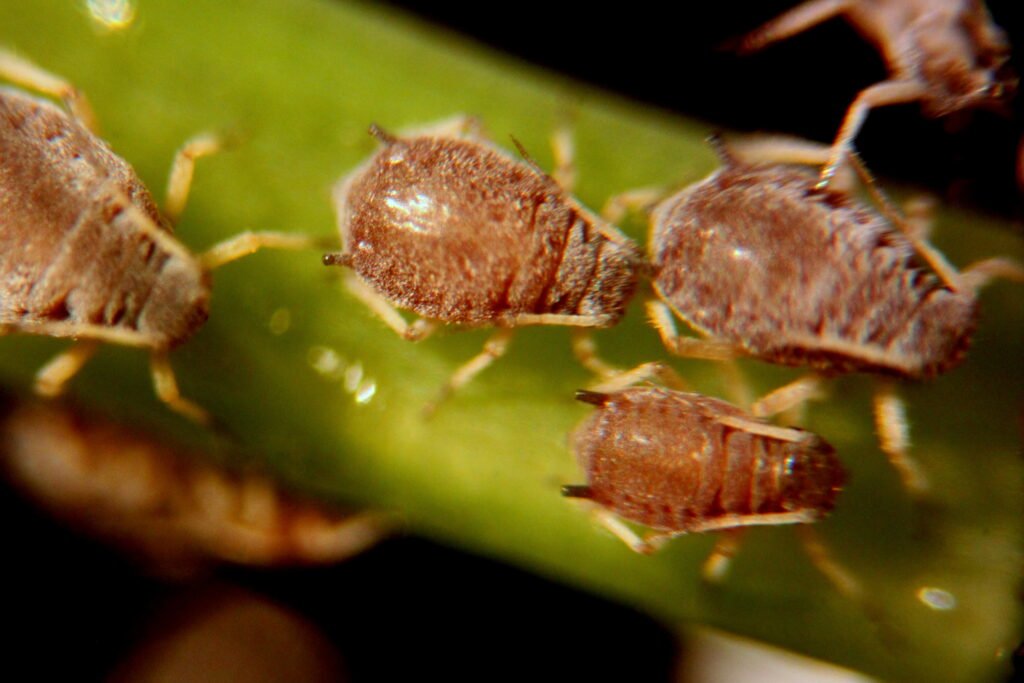 houseplant insects