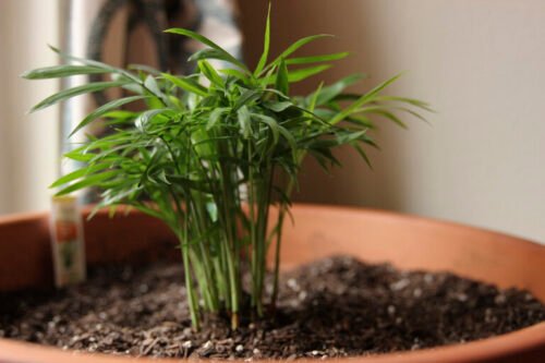 worst indoor plants for allergies