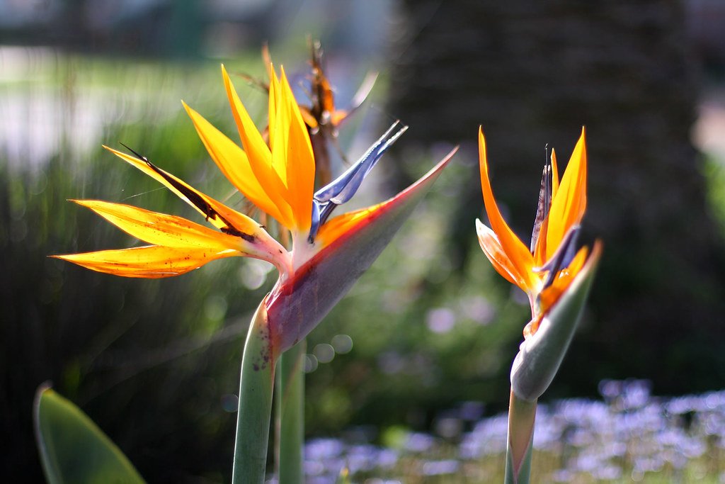 hawaii houseplant