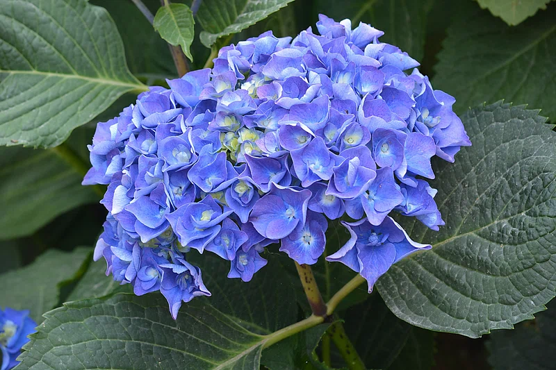 blue hydrangeas