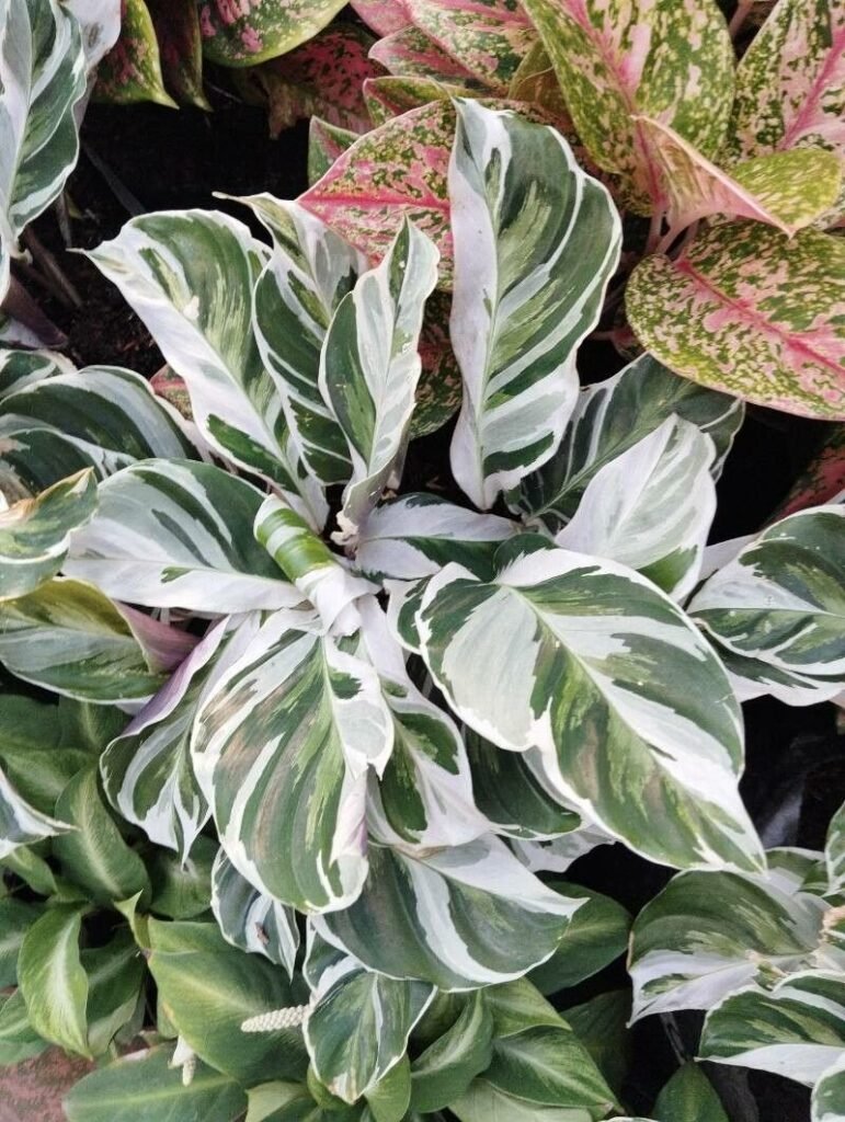 calathea white fusion