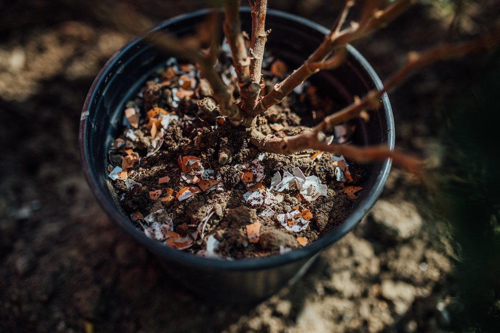 houseplant fertilizer