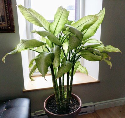 big leaf indoor plants