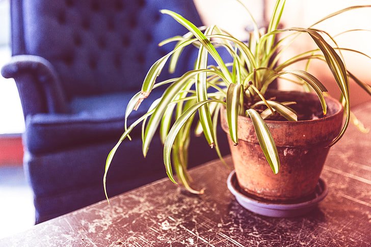 best indoor plants for air purification