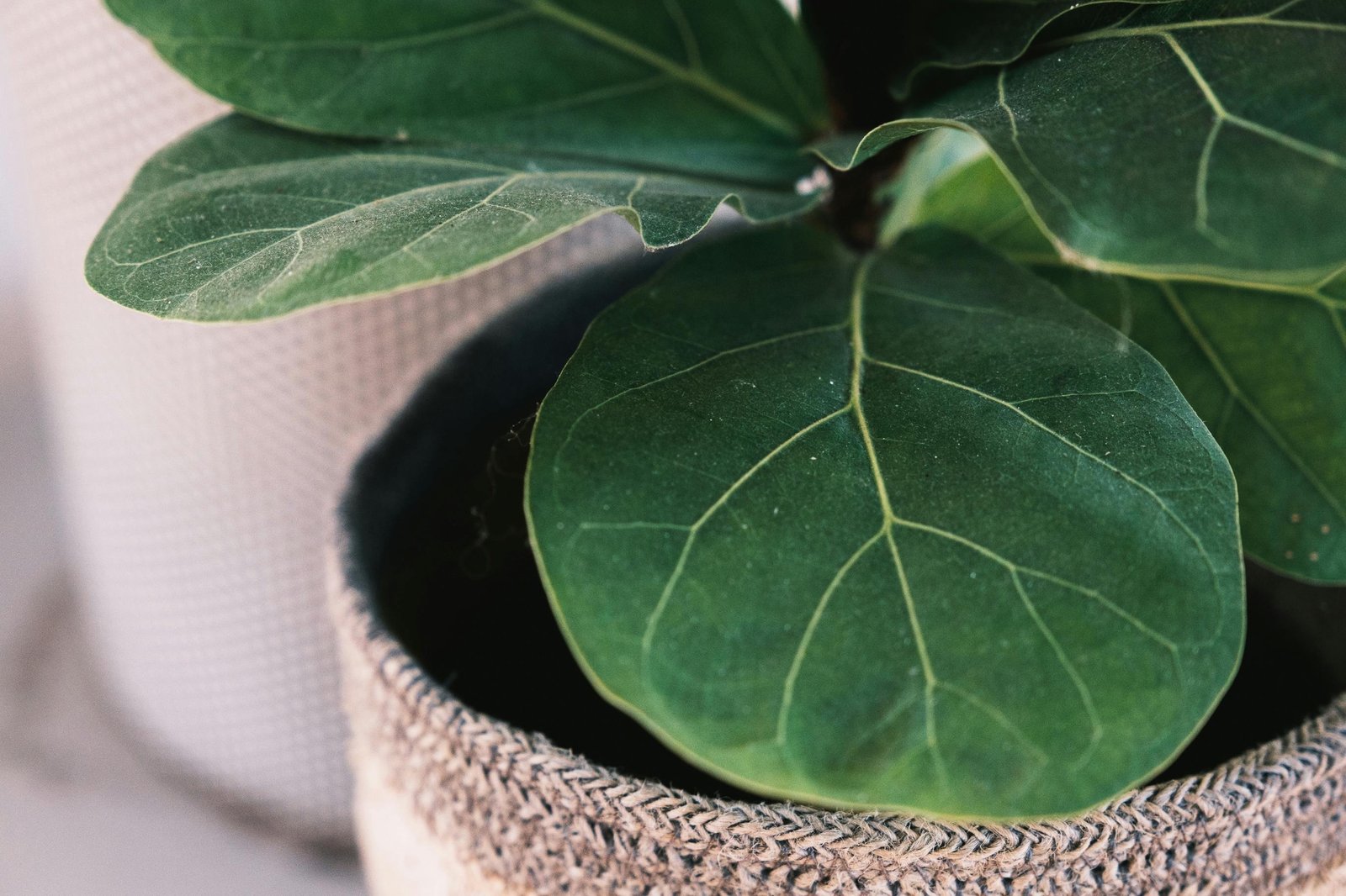 how to propagate fiddle leaf fig