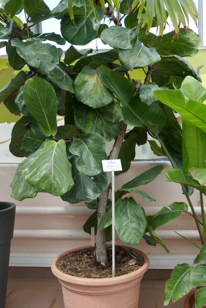 how to propagate fiddle leaf fig