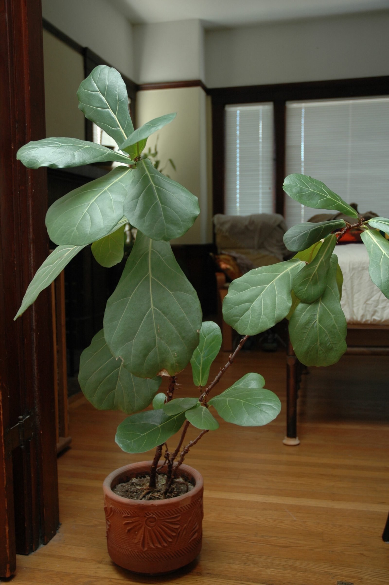 how to propagate fiddle leaf fig