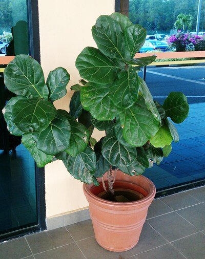 big leaf indoor plants