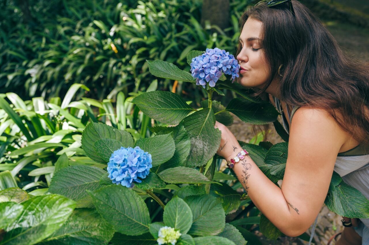 blue hydrangeas