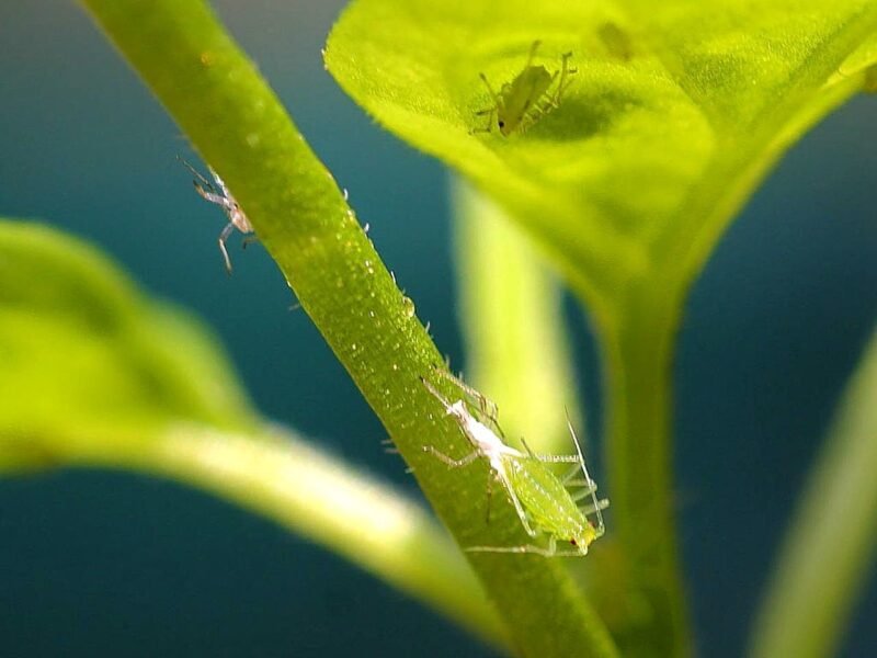 houseplant insects