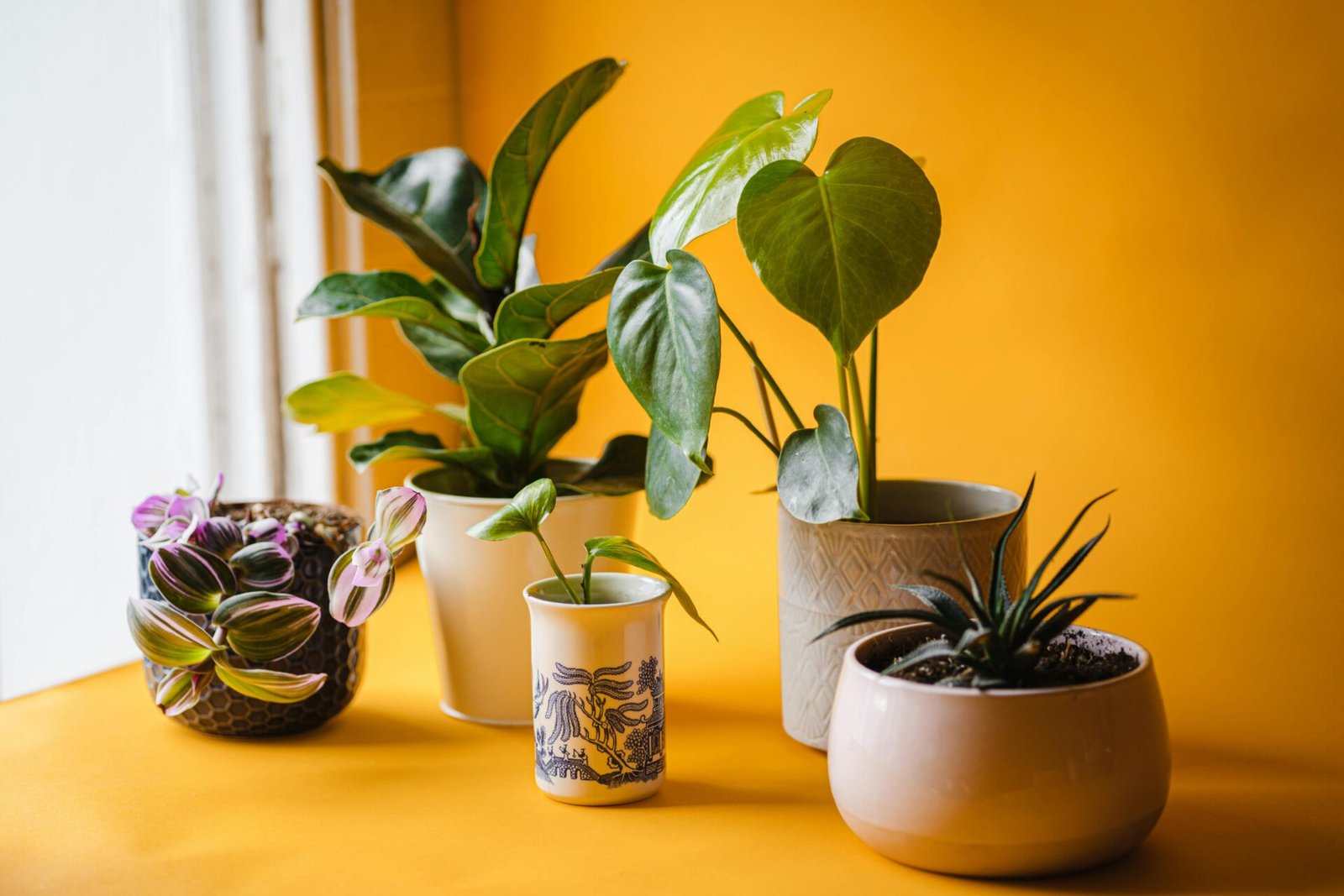 indoor plants in low light