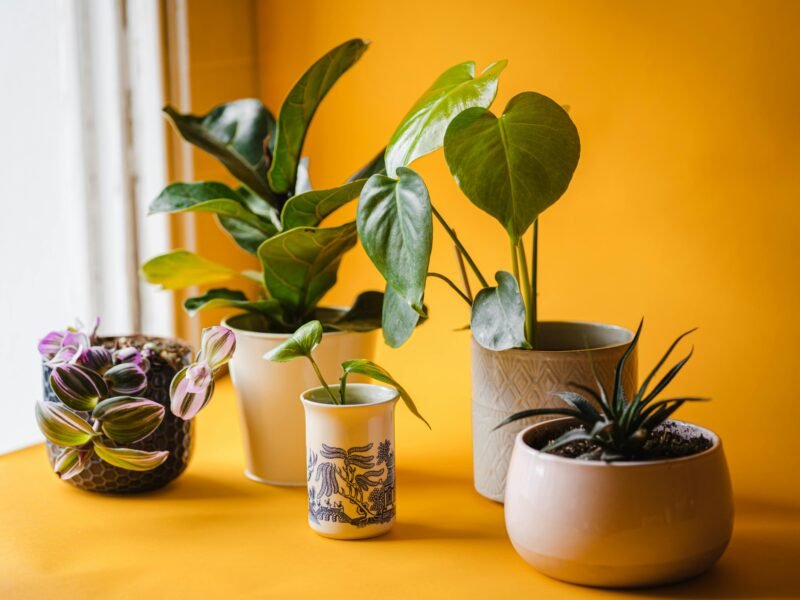 indoor plants in low light