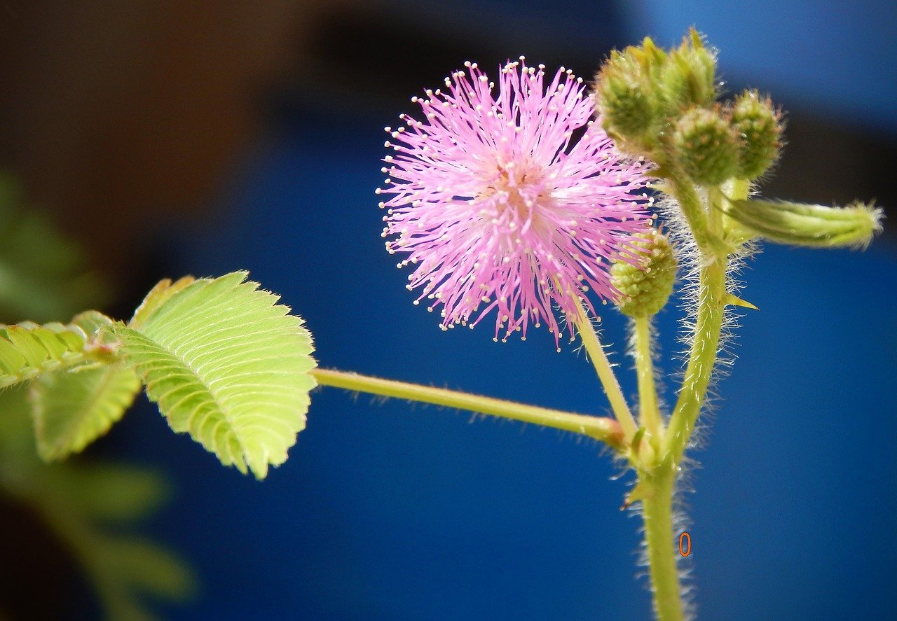 unusual houseplants