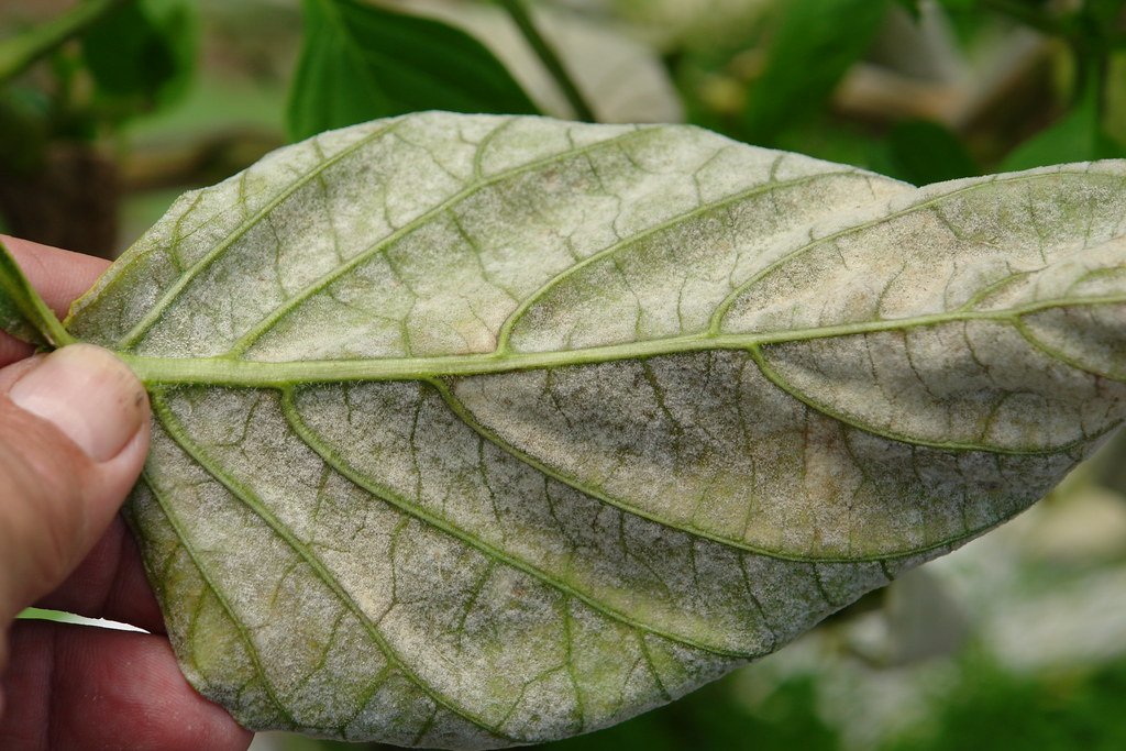 houseplant insects