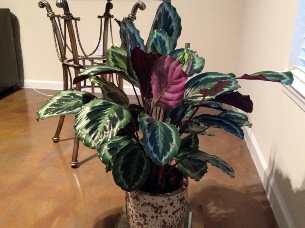 prayer plant