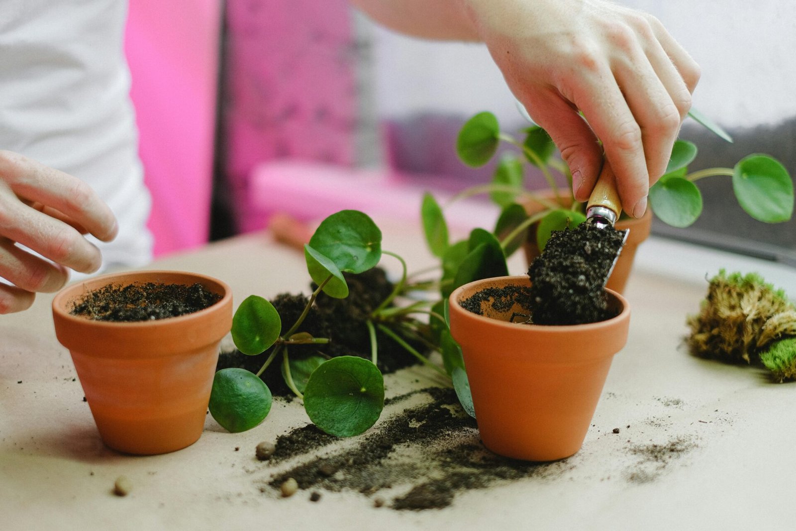 indoor plant pot