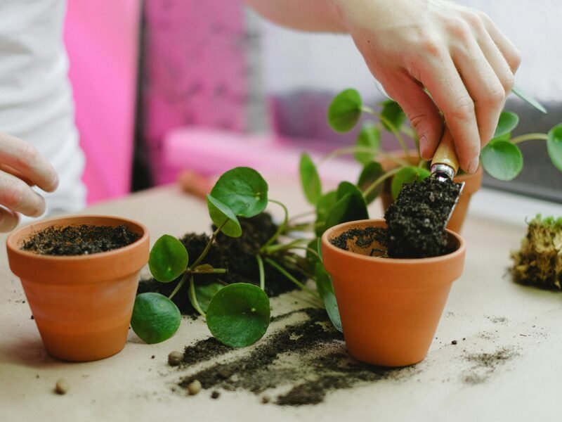 indoor plant pot