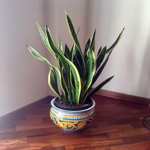 snake plant benefits