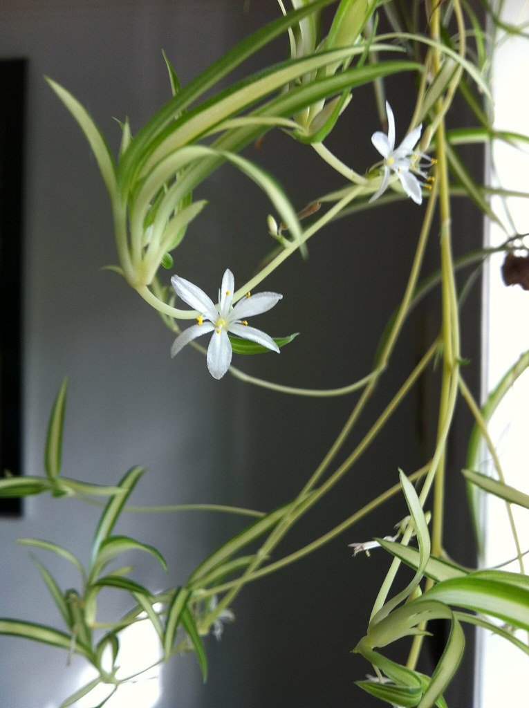 spider plant flowers