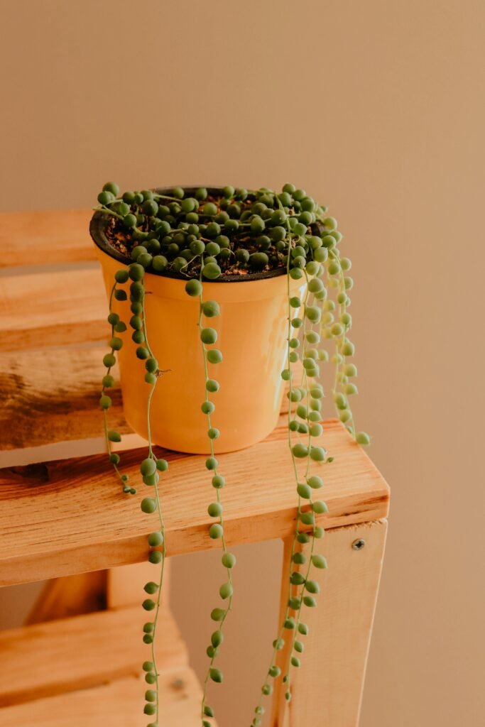 string of pearls plant