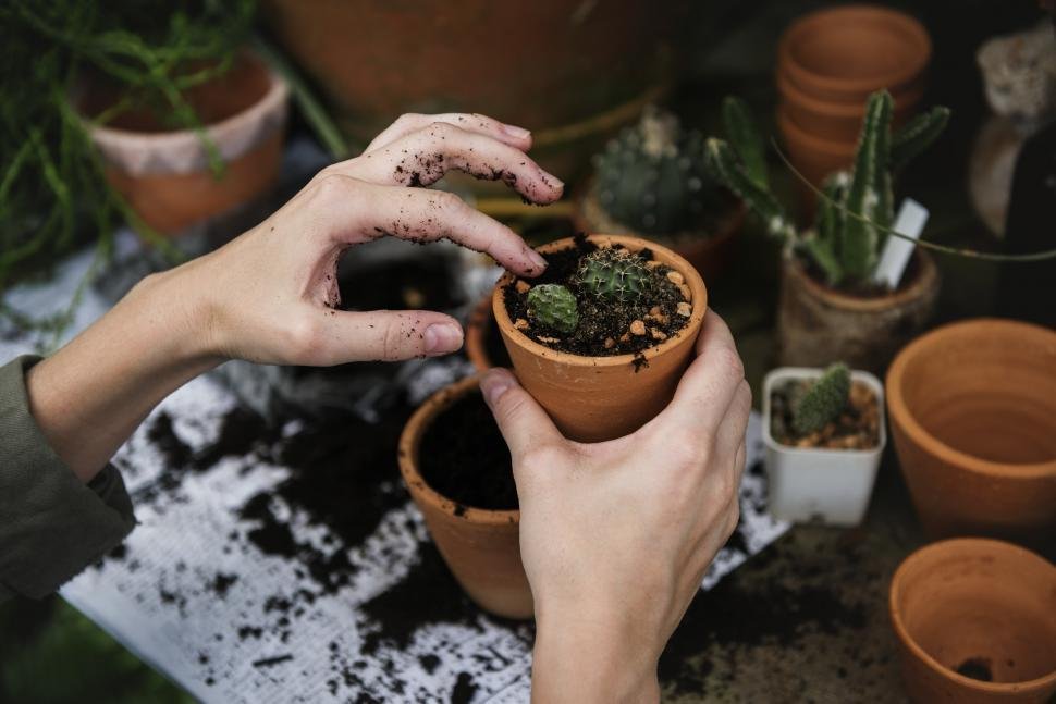 indoor plant soil