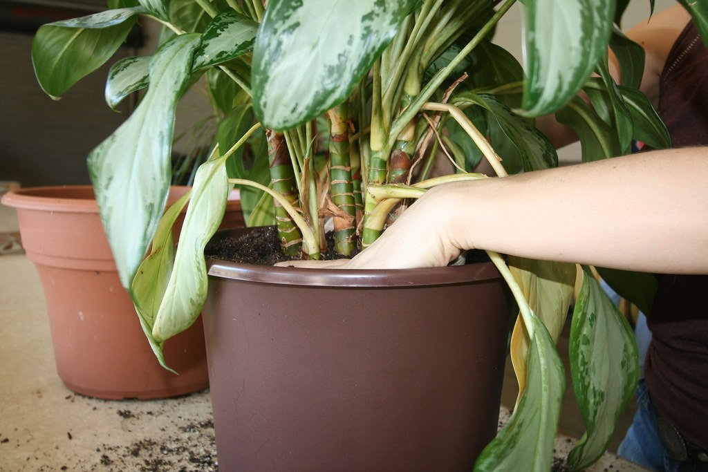 indoor plant pot