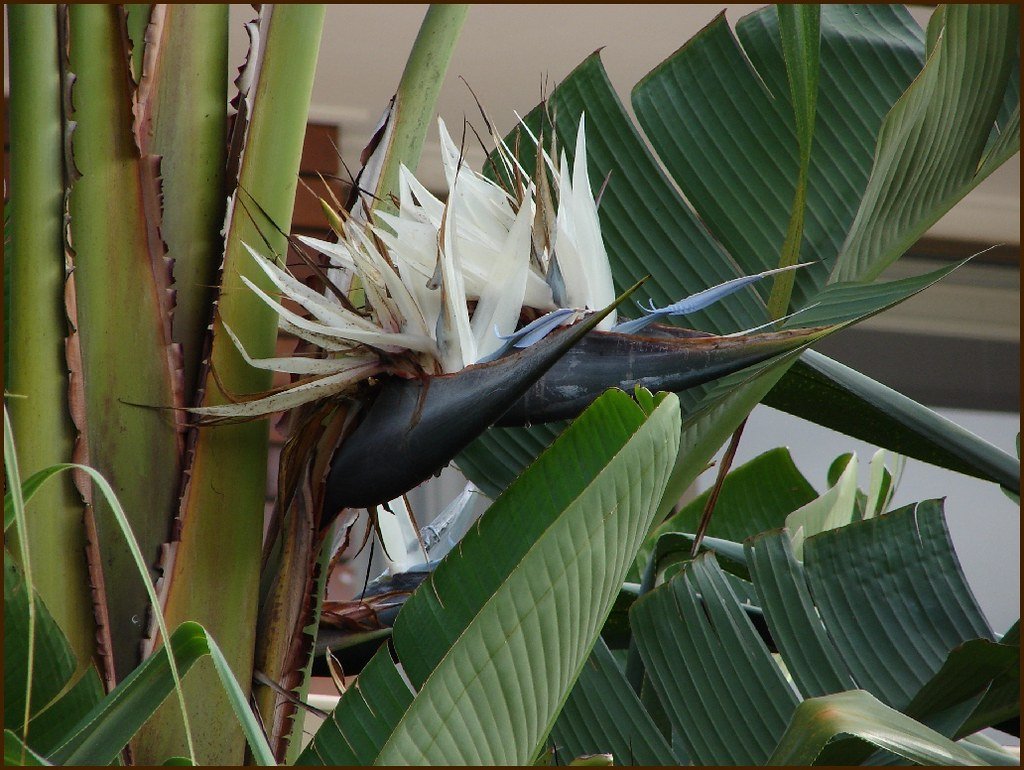 White Bird of Paradise Flower