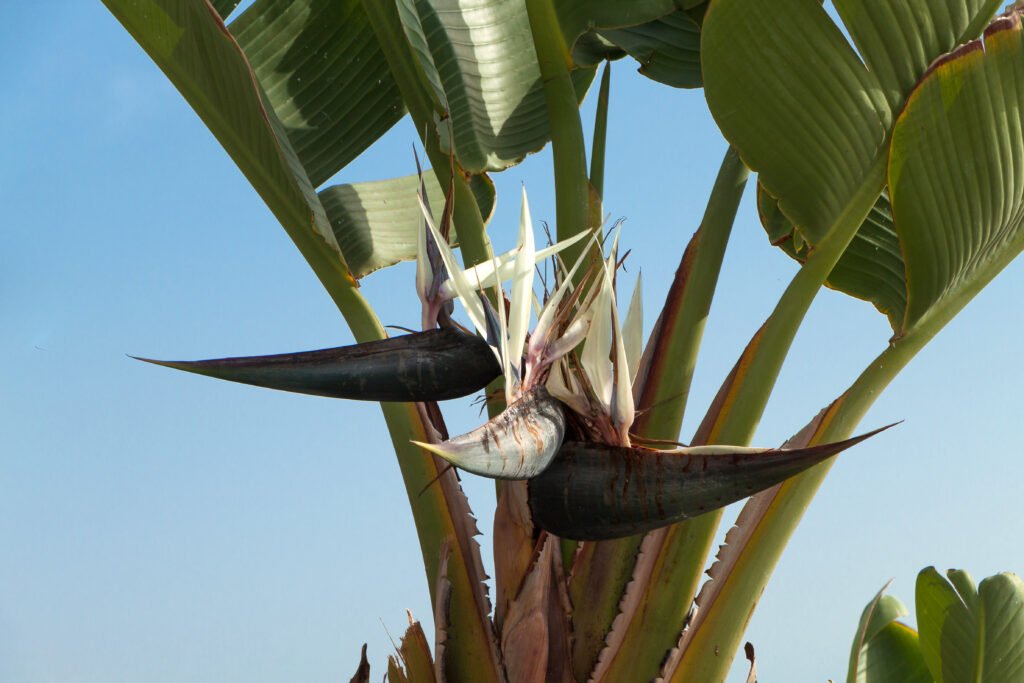 White Bird of Paradise Flower