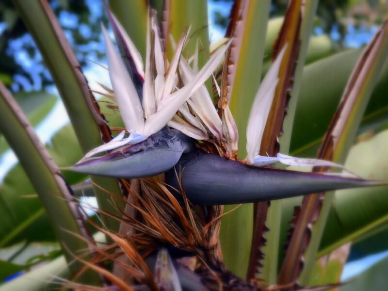 White Bird of Paradise Flower