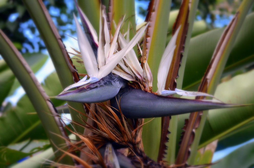 White Bird of Paradise Flower