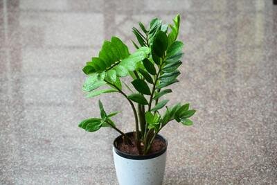 big leaf indoor plants